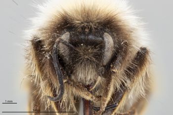 Media type: image;   Entomology 810730 Aspect: head frontal view